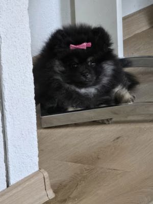 Pomeranian zu verkaufen 