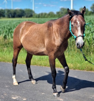 2 jähriger Quarter Mix Hengst mit Top Fundament und gutem Charakter 