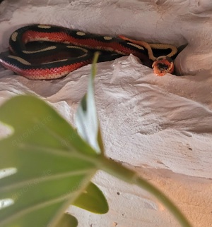 1.0 Lampropeltis polyzona splotched Königsnatter