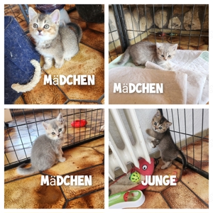 Bkh kitten 4 Stück ab sofort 