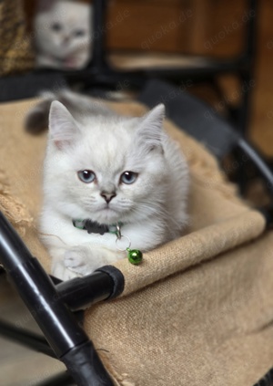 BKH Kitten mit wunderschönen blauen Augen 