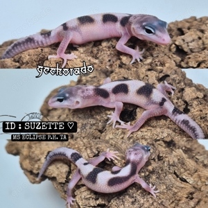 0.0.1 Leopardgecko Babys TSF NZ2024