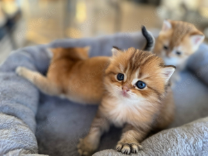 BKH gold Kitten Weibchen (black-golden-shaded)