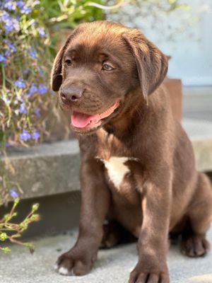 Labrador Retriever Welpe zu verkaufen!prof.Zucht,Ahnentafel vorhanden