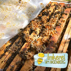 Ableger Bienen | Carnica | DN