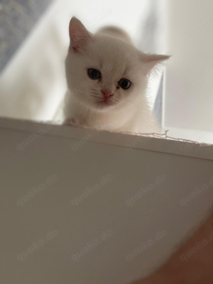 Britisch Kurzhaar Kitten 2 Monate alt