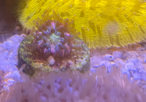 Korallen Ableger 
