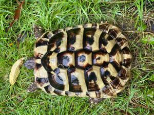 Griechische Schildkröte 