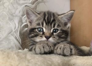 BKH Kitten Silber Tabby Classic( marmor muster, getupft)whiskas muster