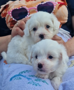 3 Mädchen und 2 Jungen sind 8 Wochen alt!