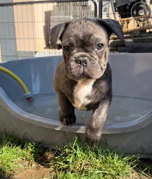 Französische bulldogge Welpen 