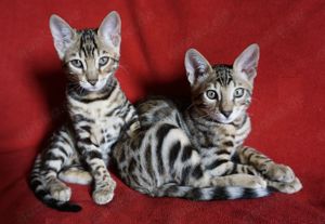 Super schöne Bengal-Kitten sofort Abgabebereit! NUR NOCH ein JUNGE! Große Rosetten! Bild 2