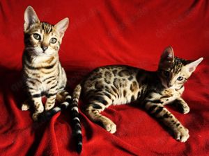 Super schöne Bengal-Kitten sofort Abgabebereit! NUR NOCH ein JUNGE! Große Rosetten! Bild 4