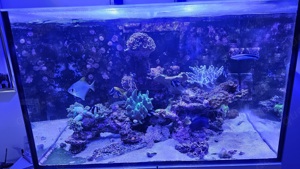 Meerwasser Kompletter Besatz, Arka Flying Reef