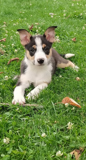 Border Collie mix