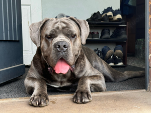 reinrassiger Cane Corso Deckrüde