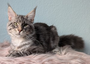 Maine Coon blau Teddy 