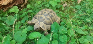 Griechische Landschildkröte NZ 2017, 2015, 2012, 2013 weiblich