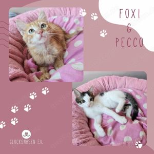 Katzenbuben Foxi und Pecco warten auf Dich