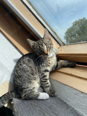 Drei Süße Kater suche Zuhause 