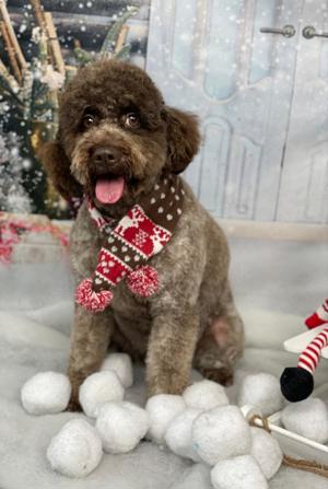 Wurfplanung 26' x  Lagotto Doodle 