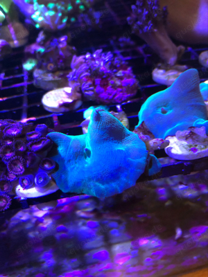 Scheiben Anemonen Bild 7