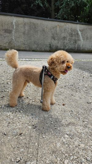 Reinrassige Zwergpudel Deckrüde Pudel Bild 3