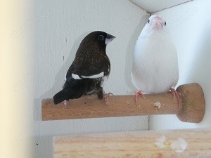 Japanische Mövchen Paar Prachtfinken