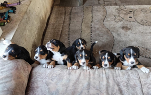 Entlebucher Sennenhunde