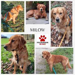 Milow Dark Golden Retriever Rüde sucht Zuhause