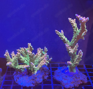 Acropora "Mango Garden"