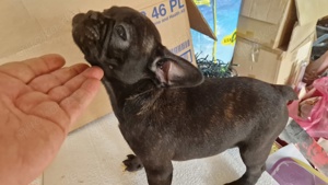 Französische bulldogge welpen 