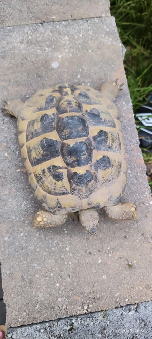 3 Landschildkröten Zuchtgruppe