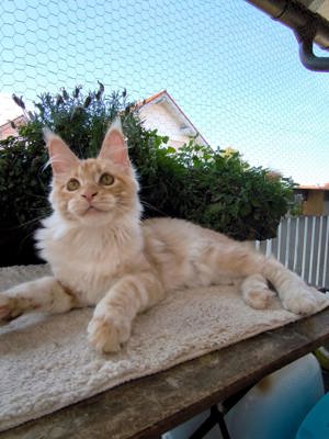 Maine Coon Katzchen mit Stammbaun