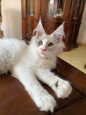 Wunderschöne high Silver Maine Coon Kitten