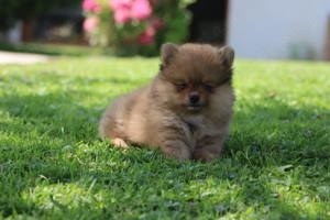 Süsser Zwergspitz Pomeranian in red merle 