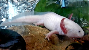 Axolotl 