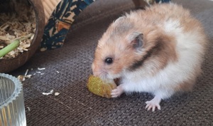 Teddyhamster Hamster Weibchen aus Pflegestelle 