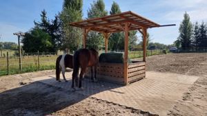 Einstellplatz im Offenstallplatz mit Paddock Trail frei