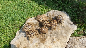 Maurische Landschildkröten mit Citis