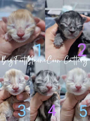 Reservierung Poly Maine-Coon Kitten mit Stammbaum Kater Mädchen 