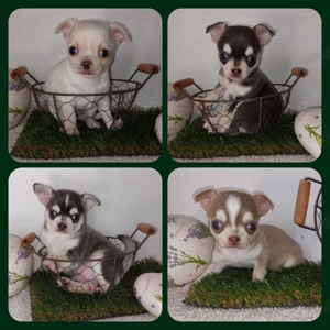 Wunderschöne Chihuahua Welpen in Blue Husky , Lilac Husky , Blue Creme Kurzhaar