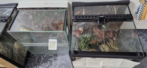 Vogelspinnen inklusive terrarium 