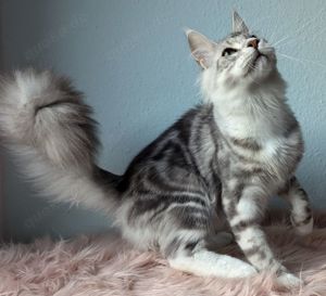 Maine coon wunderschönen Käterchen 