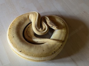 1.0 Python Regius Banana gen. striped