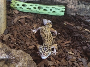 2 Leopardgecko Weibchen incl. Terrarium und Technik