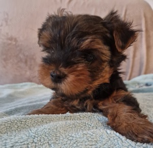 Yorkshire Terrier Rüden 