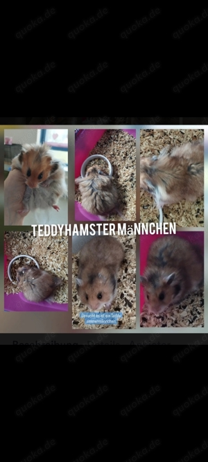 Teddyhamster 