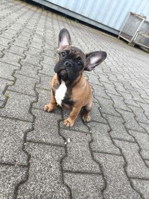 Hübsches Mädchen, französische Bulldogge, 4 Monate alt, bereit zu gehen 