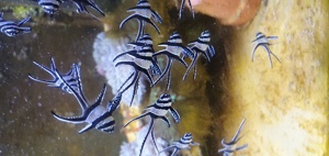 Kardinalbarsche(Pterapogon) Meerwasserfische